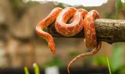 Photo of Corn Snake