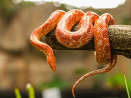 Photo of Corn Snake