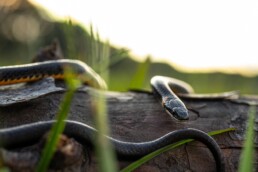 Photo of Southern Ringneck Snake