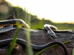 Photo of Southern Ringneck Snake