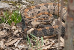 Photo of Timber Rattlesnake