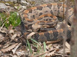 Photo of Timber Rattlesnake