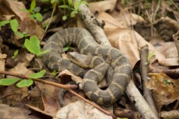 Photo of Northern Water Snake