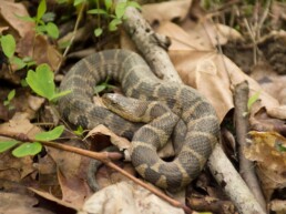 Photo of Northern Water Snake