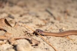 Photo of DeKay's Brown Snake