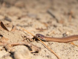 Photo of DeKay's Brown Snake