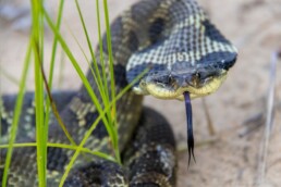 Photo of Eastern Hognose Snake