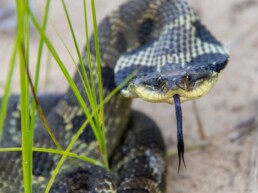 Photo of Eastern Hognose Snake