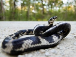 Photo of Eastern King Snake