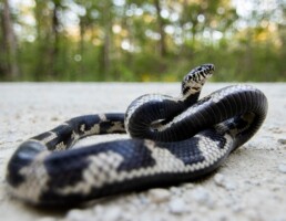 Photo of Eastern King Snake