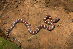 Photo of Eastern Milk Snake