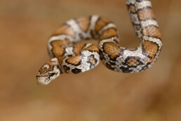 Photo of Eastern Milk Snake