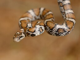 Photo of Eastern Milk Snake