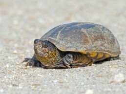 Photo of Eastern Mud Turtle