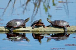 Photo of Eastern Painted Turtles