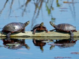 Photo of Eastern Painted Turtles