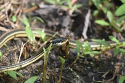 Photo of Eastern Ribbon Snake