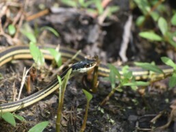 Photo of Eastern Ribbon Snake