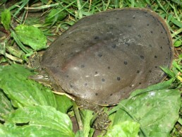 Photo of Eastern Spiny Softshell