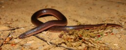 Photo of Eastern Worm Snake