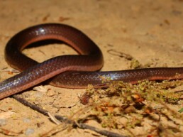 Photo of Eastern Worm Snake