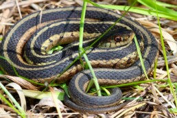 Photo of Garter Snake