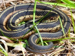 Photo of Garter Snake