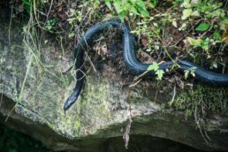 Photo of Northern Black Racer