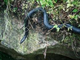 Photo of Northern Black Racer