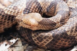 Photo of Northern Copperhead Snake