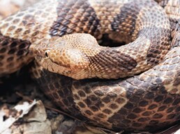 Photo of Northern Copperhead Snake