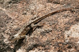 Photo of Northern Fence Lizard