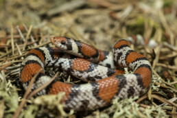 Northern Scarlet Snake