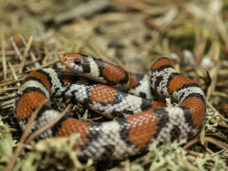 Northern Scarlet Snake