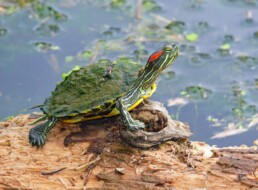 Photo of Red Eared Slider Turtle