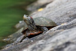 Photo of Eastern Redbelly Turtle