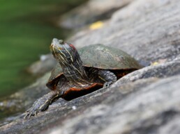 Photo of Eastern Redbelly Turtle