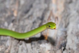 Photo of Rough Green Snake