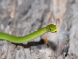 Photo of Rough Green Snake