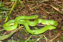 Photo of Smooth Green Snake