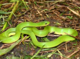 Photo of Smooth Green Snake