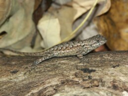 Photo of Northern Fence Lizard