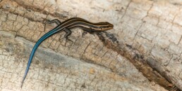 Photo of Five-Lined Skink