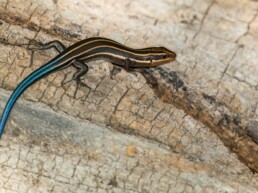 Photo of Five-Lined Skink