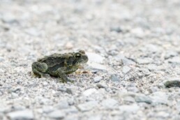 Photo of American Toad