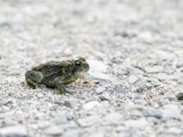 Photo of American Toad