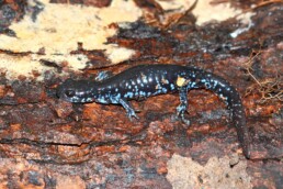 Photo of Blue Spotted Salamander