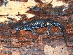 Photo of Blue Spotted Salamander