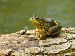 Photo of Bullfrog