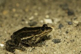 Photo of Carpenter Frog